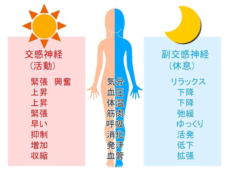 自律神経とは