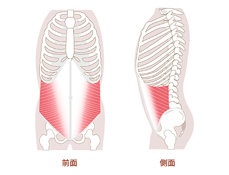 腹斜筋(外・内)