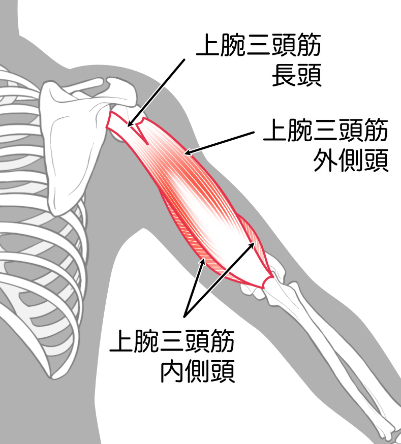 上腕三頭筋(長頭、外側頭、内側頭)